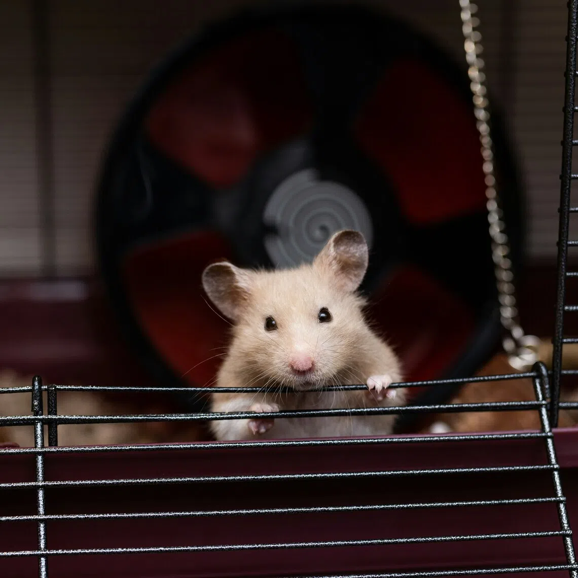 The rodent rebellion unfolded during a Nov 13 flight from Lisbon, where the animals were being transported to a pet store.