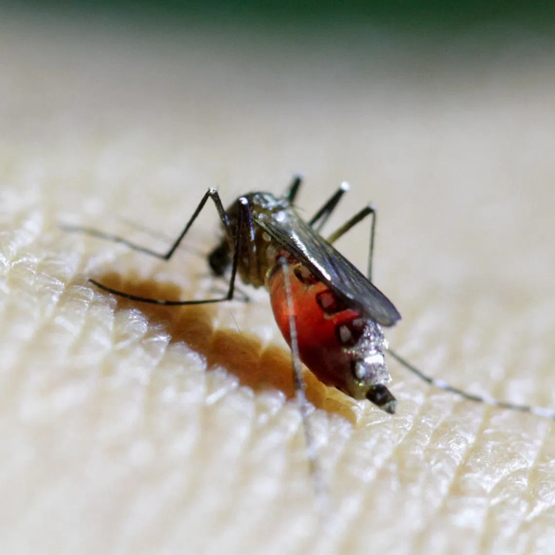 Households and neighbourhoods are being encouraged to step up larvae elimination efforts.