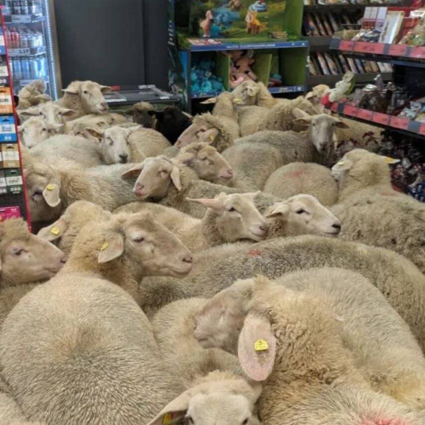 A supermarket representative said that the sheep stayed “exclusively in the checkout area of ​​the store”.