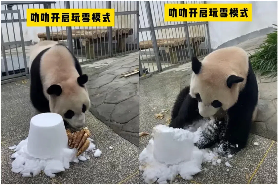 To let the panda gradually adapt to the lower temperatures and new environment, snow was brought indoors for Le Le.