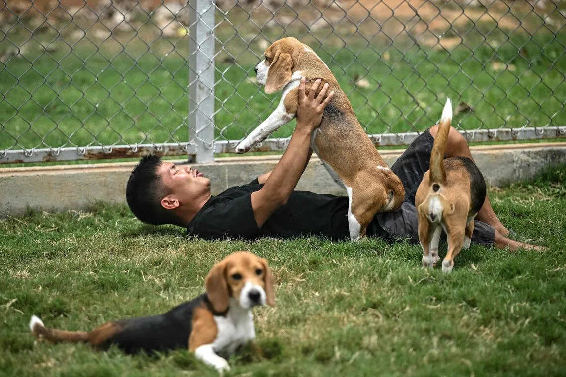 A dog handler playing with beagles inside a kennel at the Dognosis facility in Kempohalli village on the outskirts of Bengaluru.