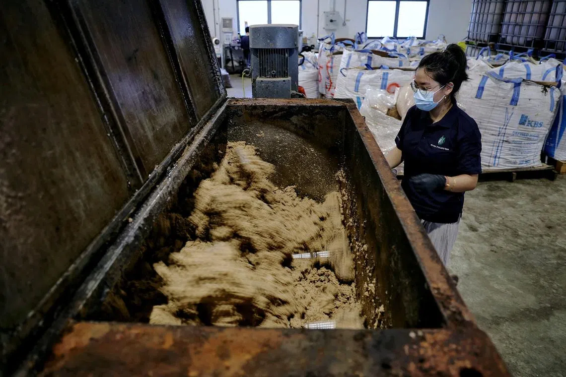 Small bugs, big appetites: The tiny army upcycling Singapore’s food ...