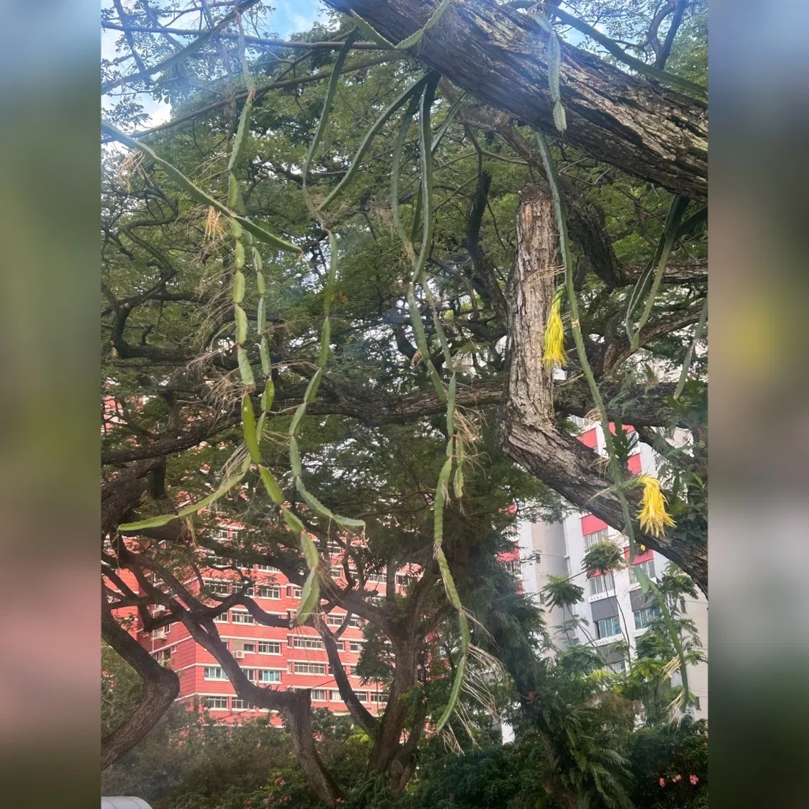 Dragon fruit plants have aerial roots that can help them attach to porous surfaces like tree bark.