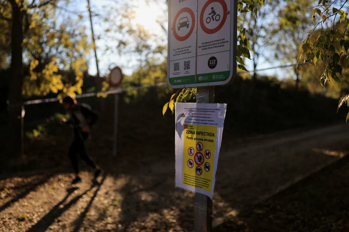 FILE PHOTO: A man runs at an area closed-off for hiking due to the African swine fever virus, near a sign informing people at Collserola Park, in Cerdanyola del Valles, on the outskirts of Barcelona, Spain, December 1, 2025. REUTERS/Nacho Doce/File Photo