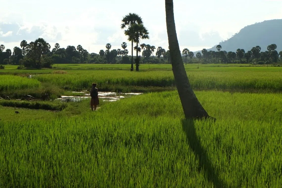 Singapore and Cambodia sign rice trade agreement for food security
