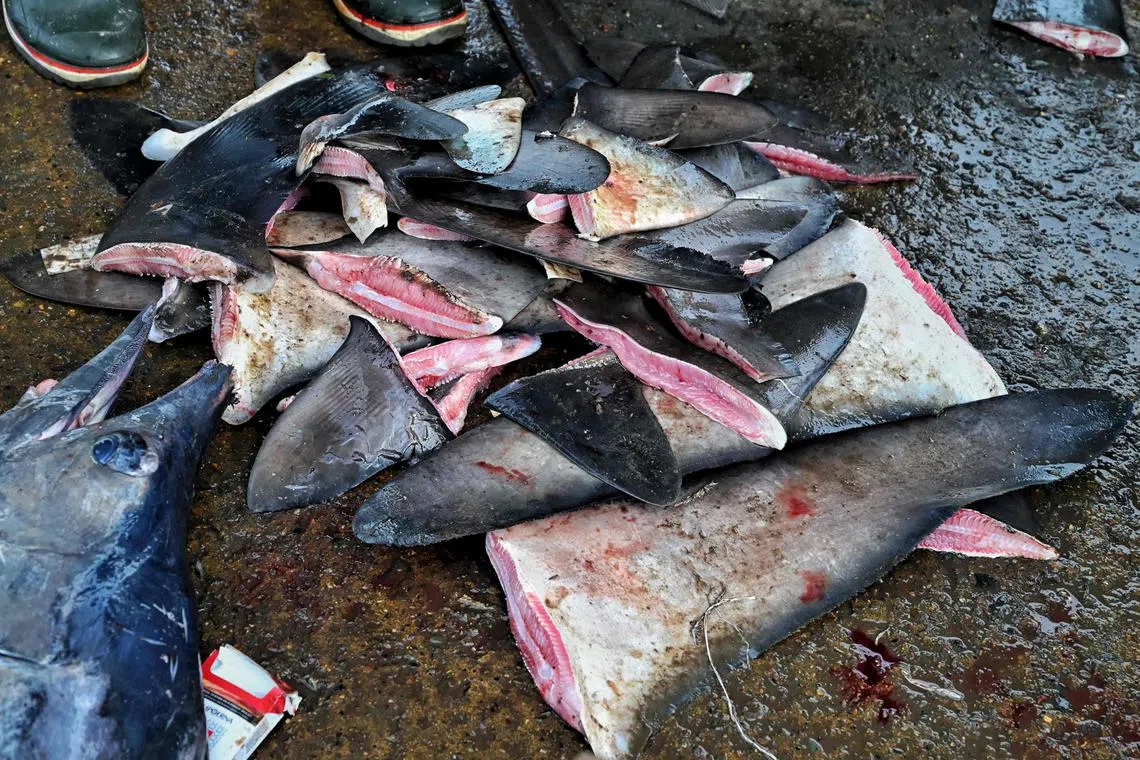 Shark fins can sell for about US$1,000 a kilogram in East Asia for use in shark fin soup, a delicacy.