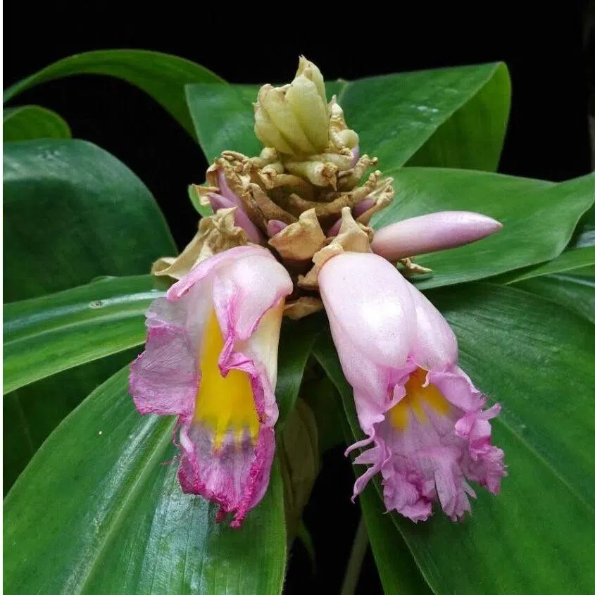 The striking species was only formally described in 2016, from the Doudou Mountains located in south-western Gabon.