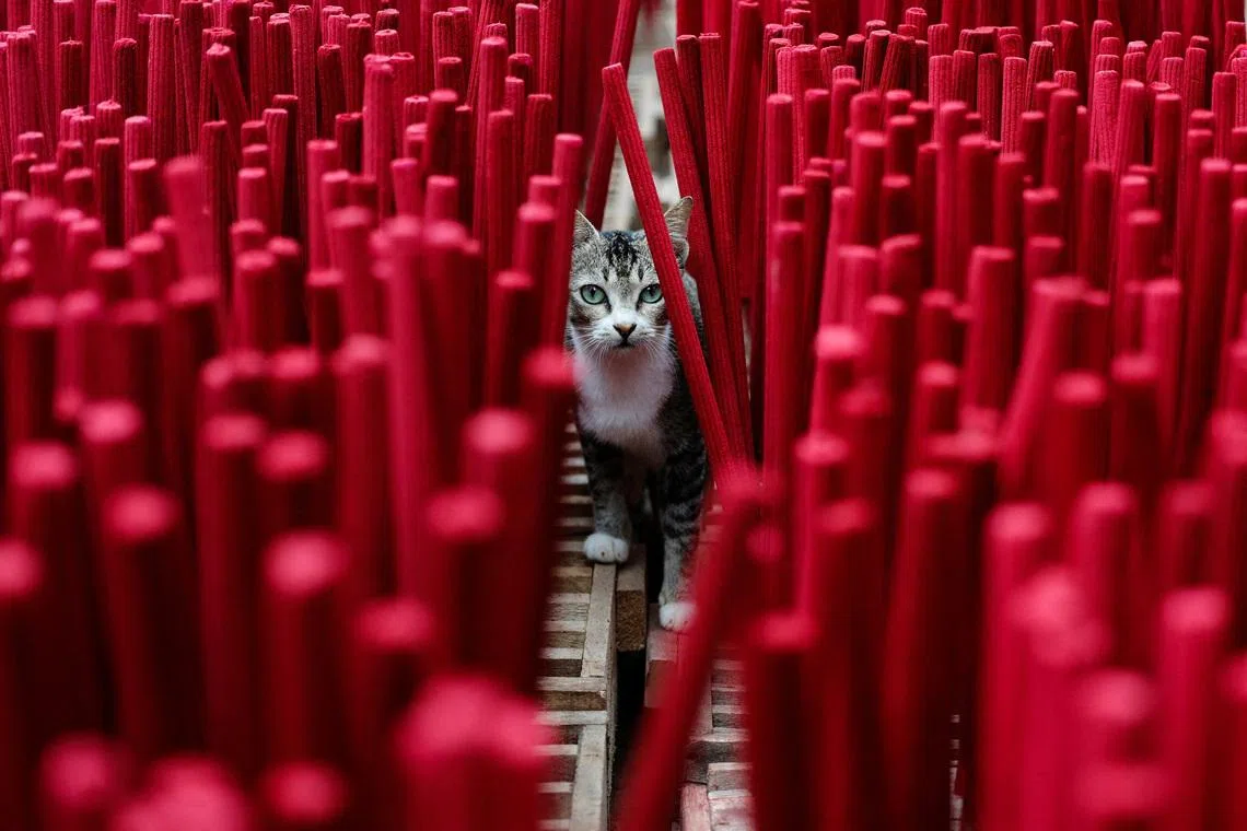 A cat standing still among incense sticks drying at a home-industry factory, ahead of the Chinese Lunar New Year, which will welcome the Year of the Horse, in Tangerang, on the outskirts of Jakarta, Indonesia on Feb 9, 2026. 