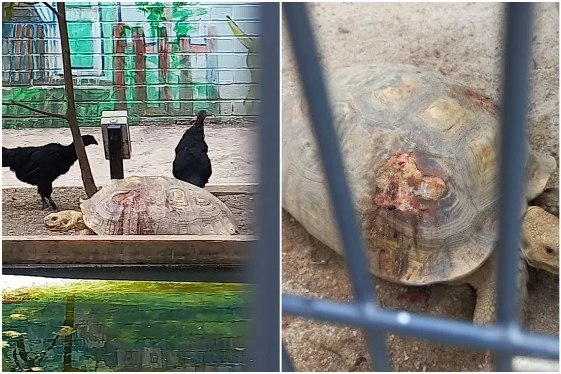 NParks said it rescued four tortoises from a community farm in Ang Mo Kio, after a tortoise was seen being pecked by chickens.