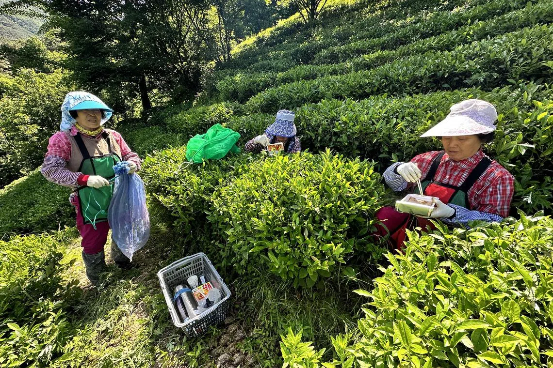 wttea - Mdm Han Jung-ne (L), Mdm Kim Yoon-nim and Mdm Park Yun-ja (right) say they have to plaster medicated patches all over their body after a day_s harvesting but keep their pains a secret from their children

Source: Wendy Teo/Straits Times.