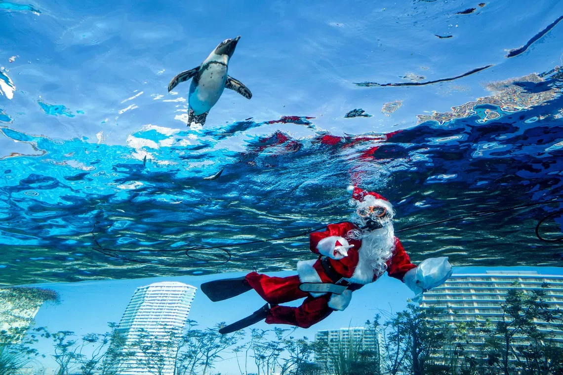 A diver dressed in a Santa Claus costume swimming with a penguin at the Sunshine Aquarium, during preparations for the upcoming Christmas event in Tokyo, on Dec 1, 2025. 