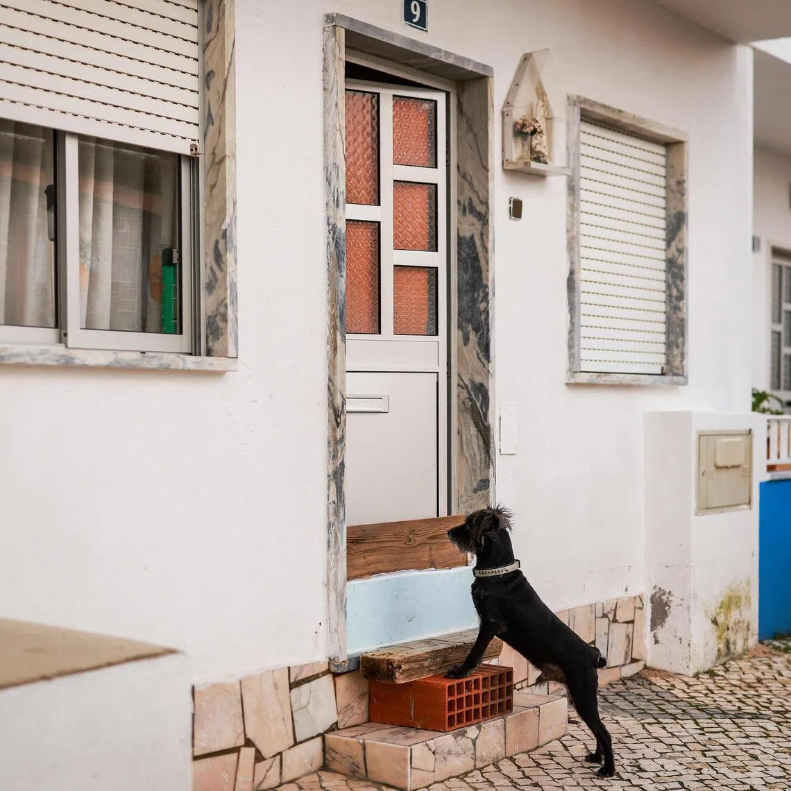 A dog stands at the entrance of a house, protected with wood boards due to the risk of new floods as fresh storm Marta is expected to hit Portugal.