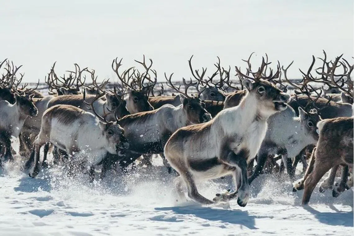 Norway records ‘highly unusual’ reindeer deaths