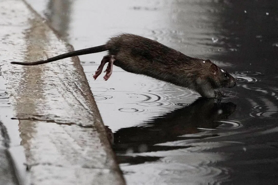 Rats are regularly seen in America’s largest metropolis, often spotted scurrying between subway tracks and sniffing around garbage bags on sidewalks.