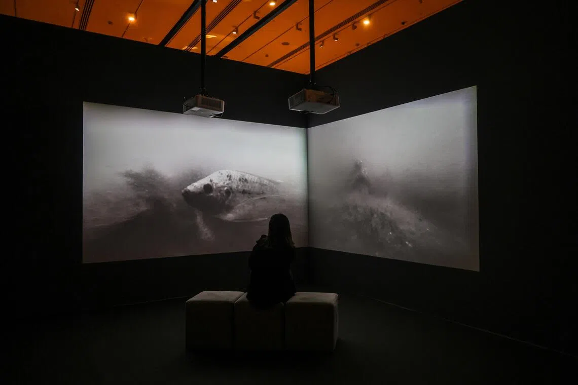 Singaporean artist Robert Zhao Renhui dips his camera into Singapore’s longkangs (Malay for canals) and to farms in Taiwan to reveal what nature remembers of war.