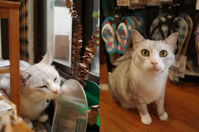 SingLit books in Singapore: Cat Socrates bookshop