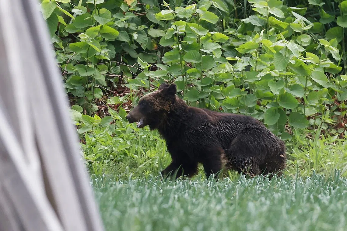Brown bears are the largest land mammal in Japan and can be found only in Hokkaido, said The Yomiuri Shimbun. 