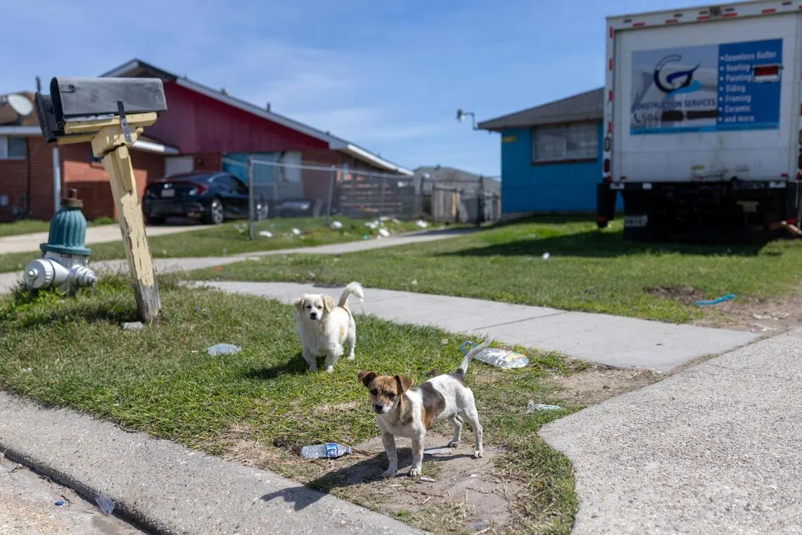 Dogs on a street in New Orleans on Feb 24, 2026. As immigrant detentions and self-deportations soar, animal welfare groups in cities like New Orleans are scrambling to feed, foster and re-home the pets left behind.