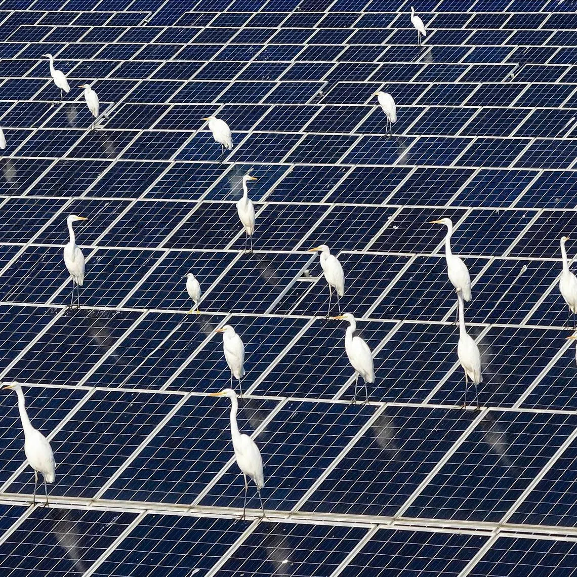 Egrets rest amongst solar panels at a "fishing and light complementary solar photovoltaic base" in Jinhu County, Huaian municipality, east China's Jiangsu province on December 16, 2024. Beijing said on December 17 that plans by the United States to hike tariffs on more Chinese imports "pile errors onto errors", after Washington homed in on products including crucial solar panel components. (Photo by AFP) / China OUT