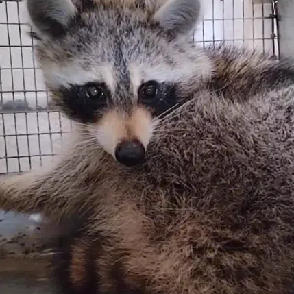 The raccoon, named Senya, is now housed in an animal park in Baranovichi city in western Belarus.