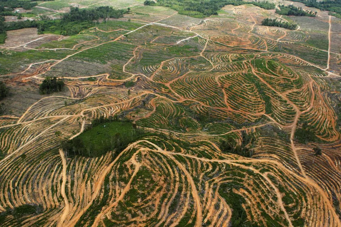 Indonesia recorded 104,000ha of deforested area from July 2021 to June 2022, down from 113,500ha in the year prior.