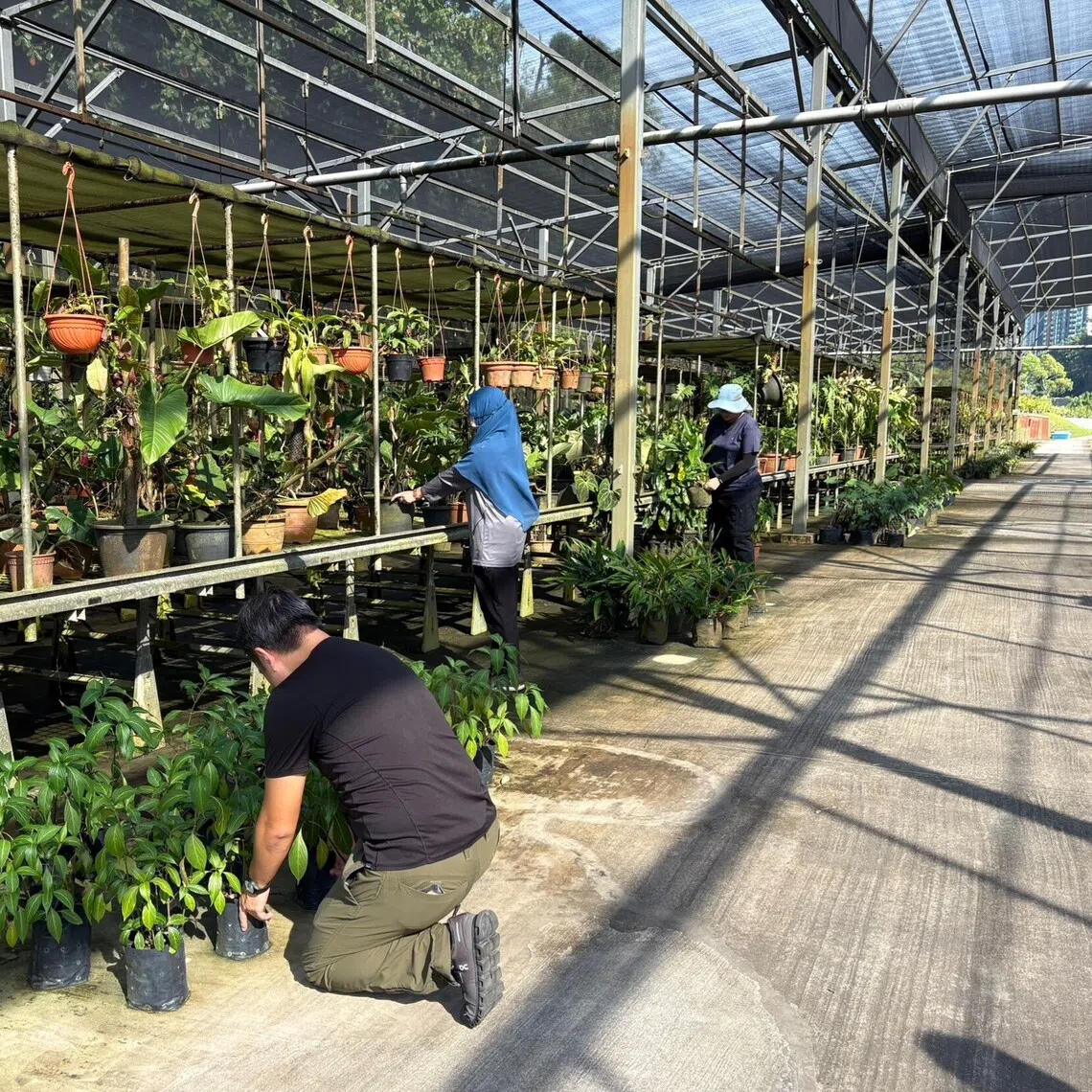 The National Parks Board (NParks) will roll out a revised tenancy model for new landscape and orchard nursery land plots by extending the first-term of three years to six years, providing more stability for businesses and room for long-term planning.