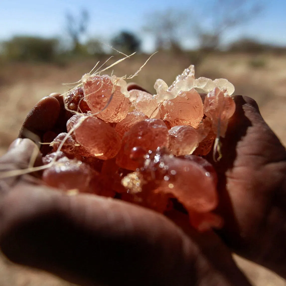 FILE PHOTO: A farmer carries collected gum arabic from an Acacia tree in the western Sudanese town of El-Nahud that lies in the main farming state of North Kordofan December 18, 2012. REUTERS/Mohamed Nureldin Abdallah/File Photo