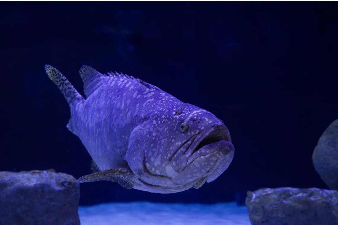 China put the grouper ban in place in June 2022 saying it had detected banned chemicals, an accusation Taiwan denied.