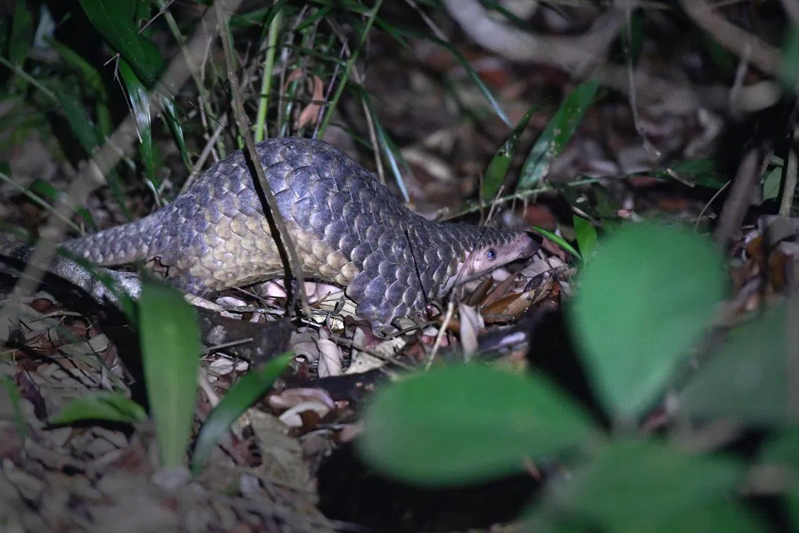 A file photo of a Sunda pangolin. The sale of such protected wildlife without the written approval from the Director-General of Wildlife Management under NParks is prohibited.