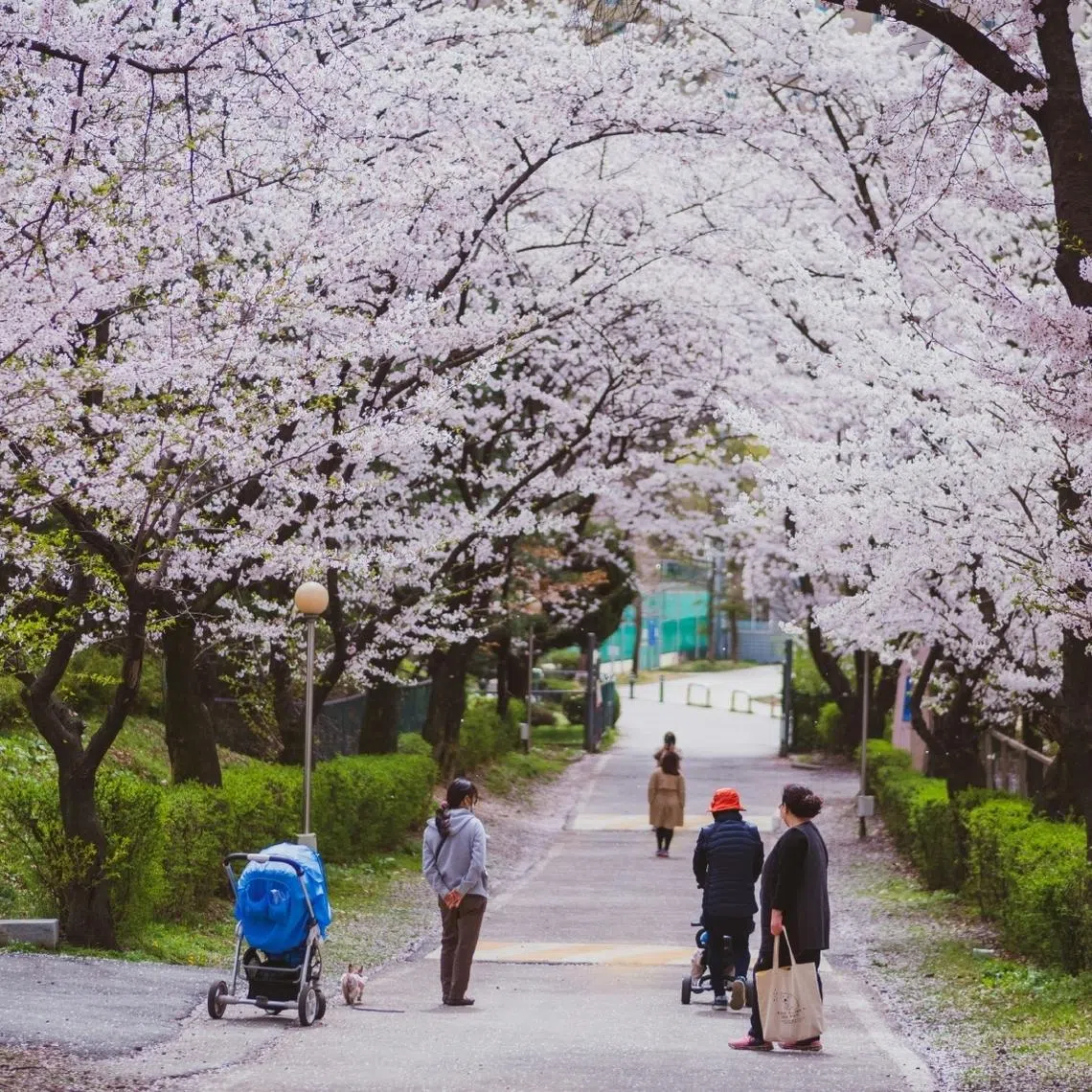 South Korea's weather agency said the unusually warm weather is due to warm easterly winds flowing from northern to southern areas.