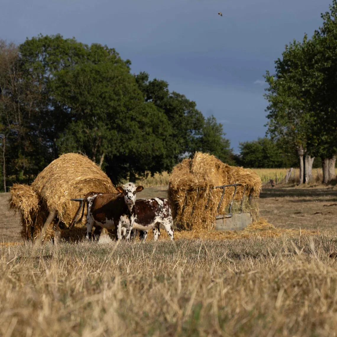 The summer’s drought, which affected 95 per cent of mainland France in July, has left normally rich pastures dry and bare.
