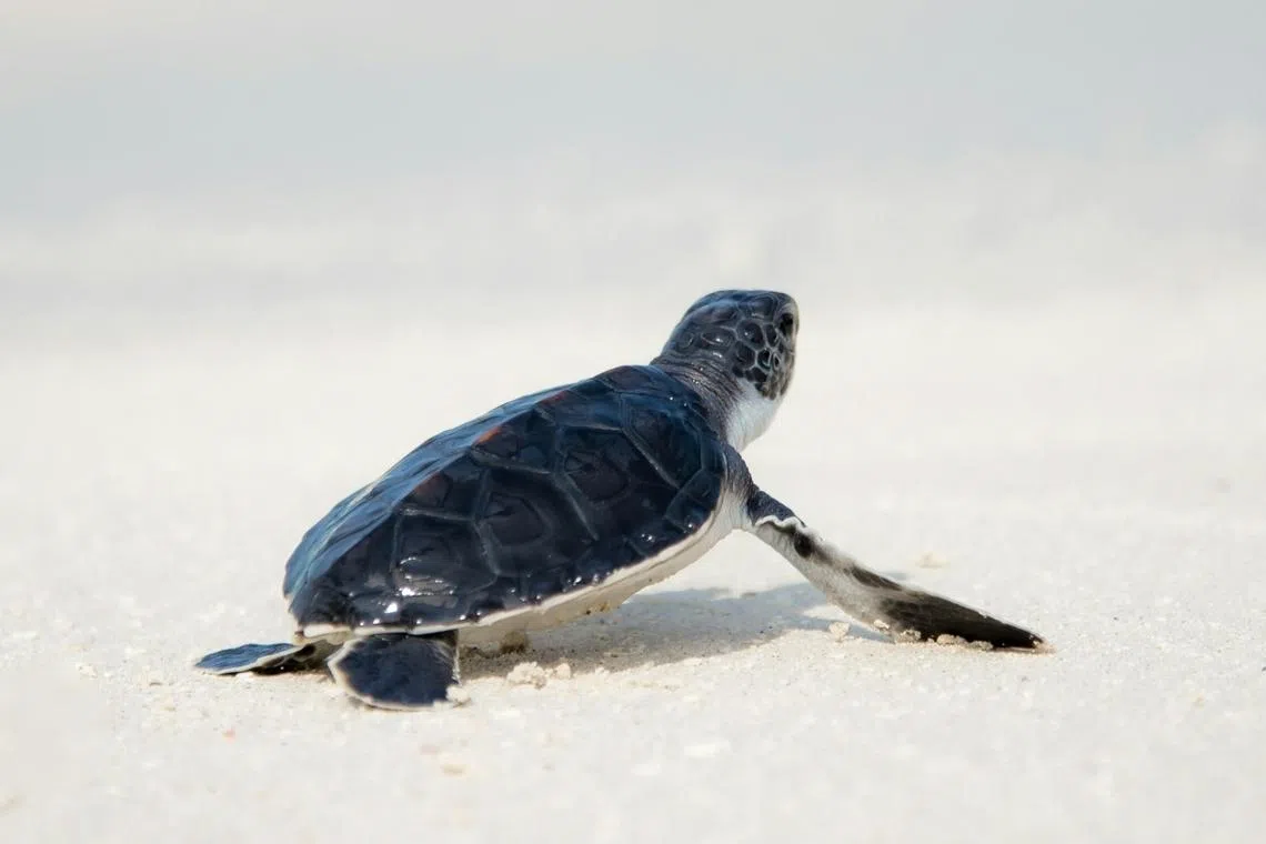 Malaysian authorities busted ‘Ninja Turtle’ syndicate that breeds, sells exotic turtles