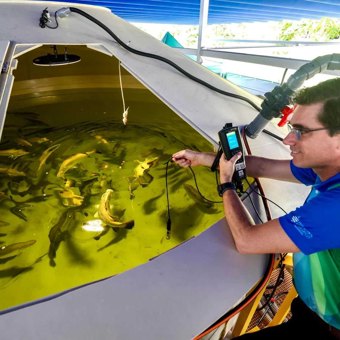 Currently, the facility houses about 50 breeding fish weighing 3kg to 8kg each, said Professor Jose Domingos, deputy director at JCU’s Tropical Futures Institute.