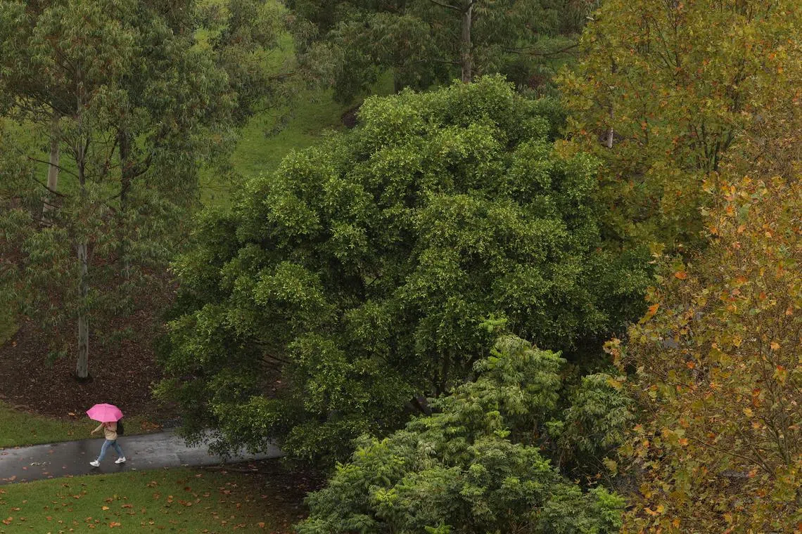 FILE PHOTO: A person holding an umbrella walks through a park near the city centre as Australia's east coast experiences heavy rains, in Sydney, Australia, May 6, 2021. REUTERS/Loren Elliott/File Photo