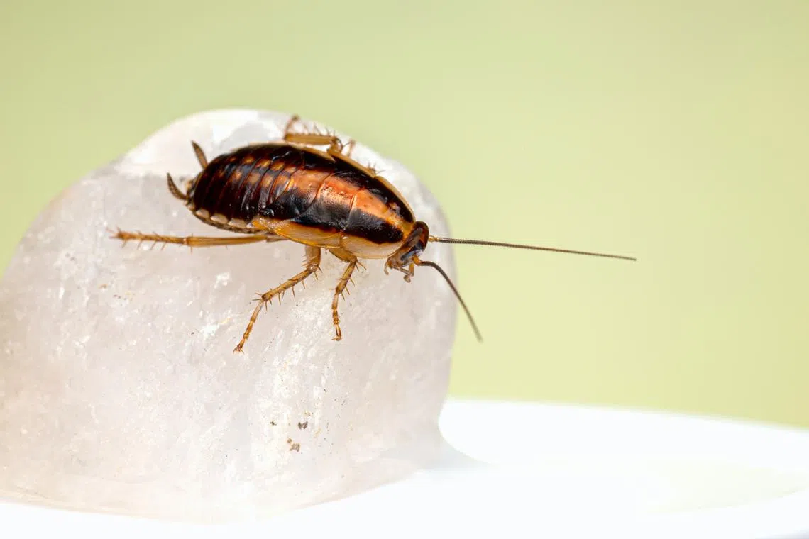 Glucose, a form of sugar, has long been used to bait these cockroaches into deadly traps.