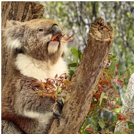 Pet a koala and sip wine from the Barossa Valley in Adelaide, whose appeal lies in its relaxed pace and cultural moxie.