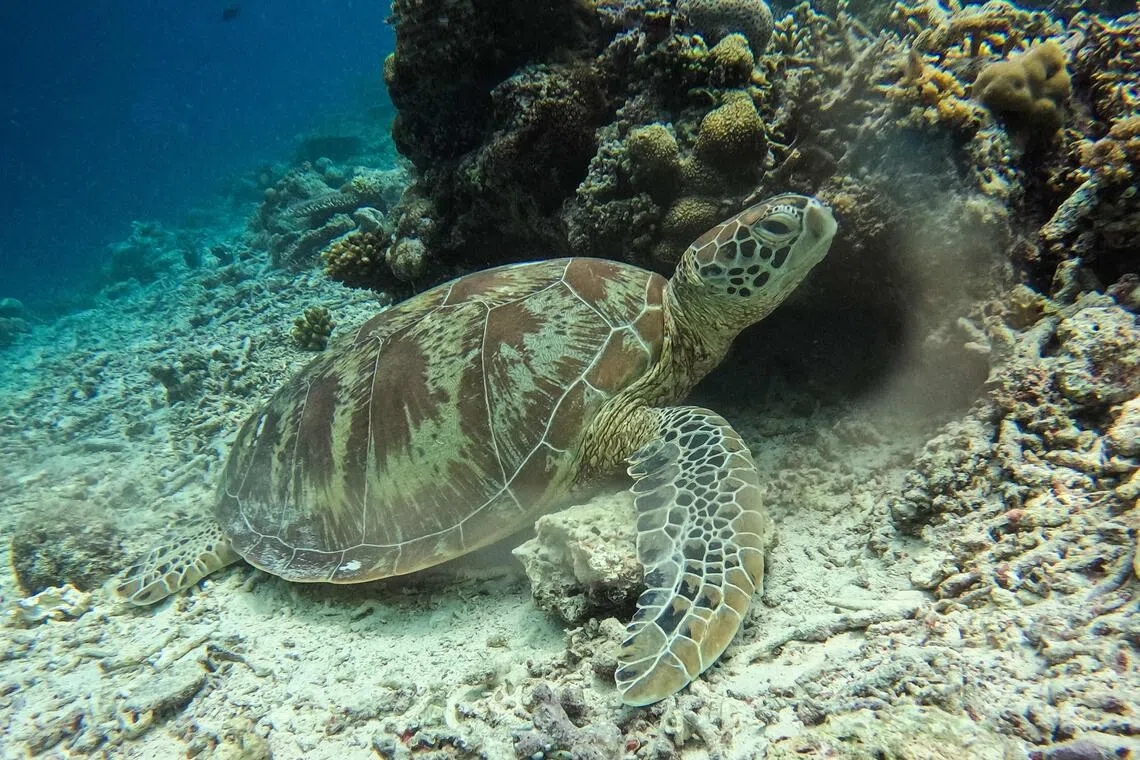A green sea turtle resting on the seabed off the coast of Mataking Island on Sept 25.