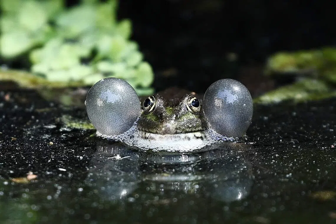 A green frog (Pelophylax) inflating its vocal sacs as it croaks to attract a mate and assert its territory in a pond in La Barben, southeastern France on April 28.