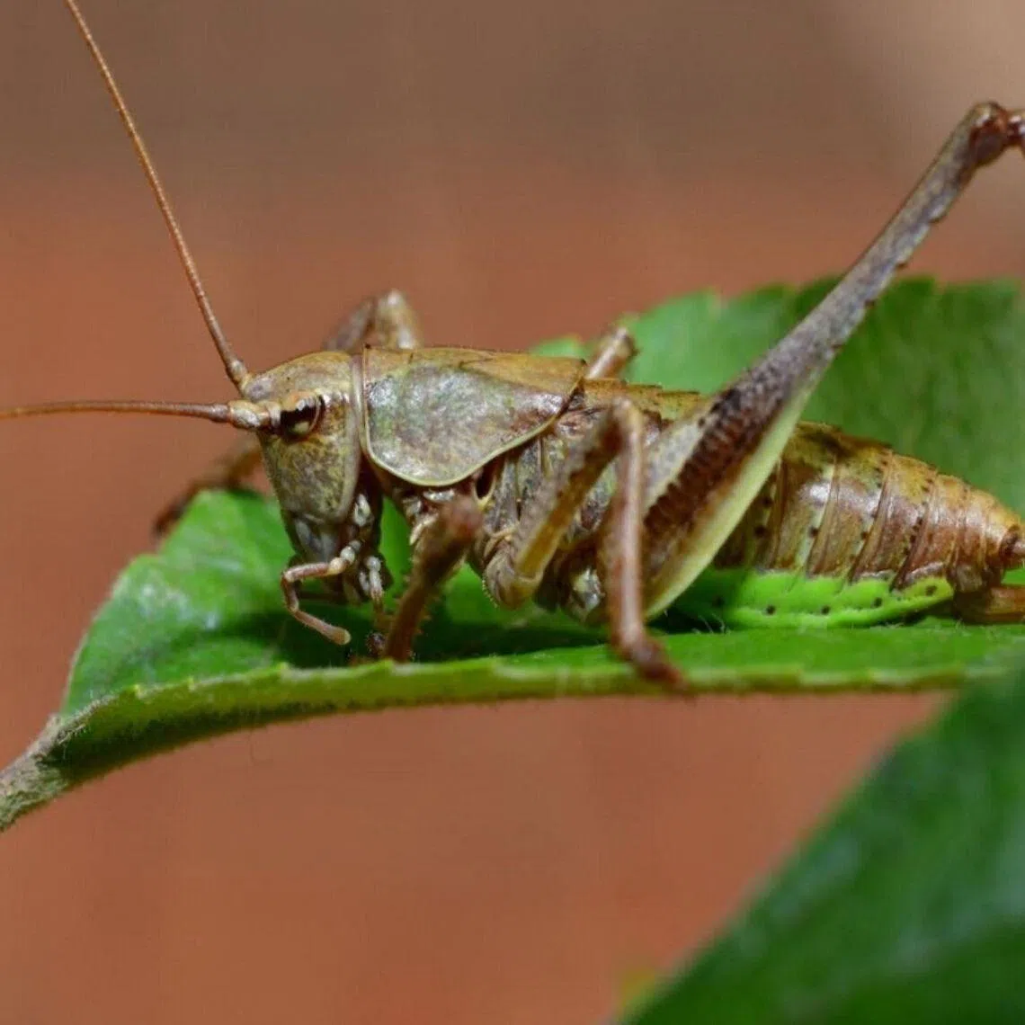 Brown katydids, known scientifically as Paratlanticus ussuriensis, have recently been reported in large numbers in north-eastern Seoul.