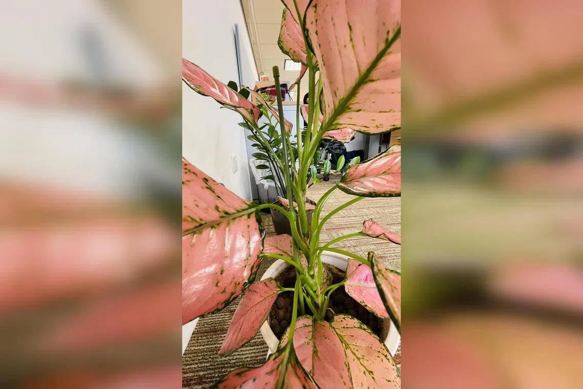 The top part of the existing Aglaonema plant can be pruned if the plant gets too tall and lanky. 