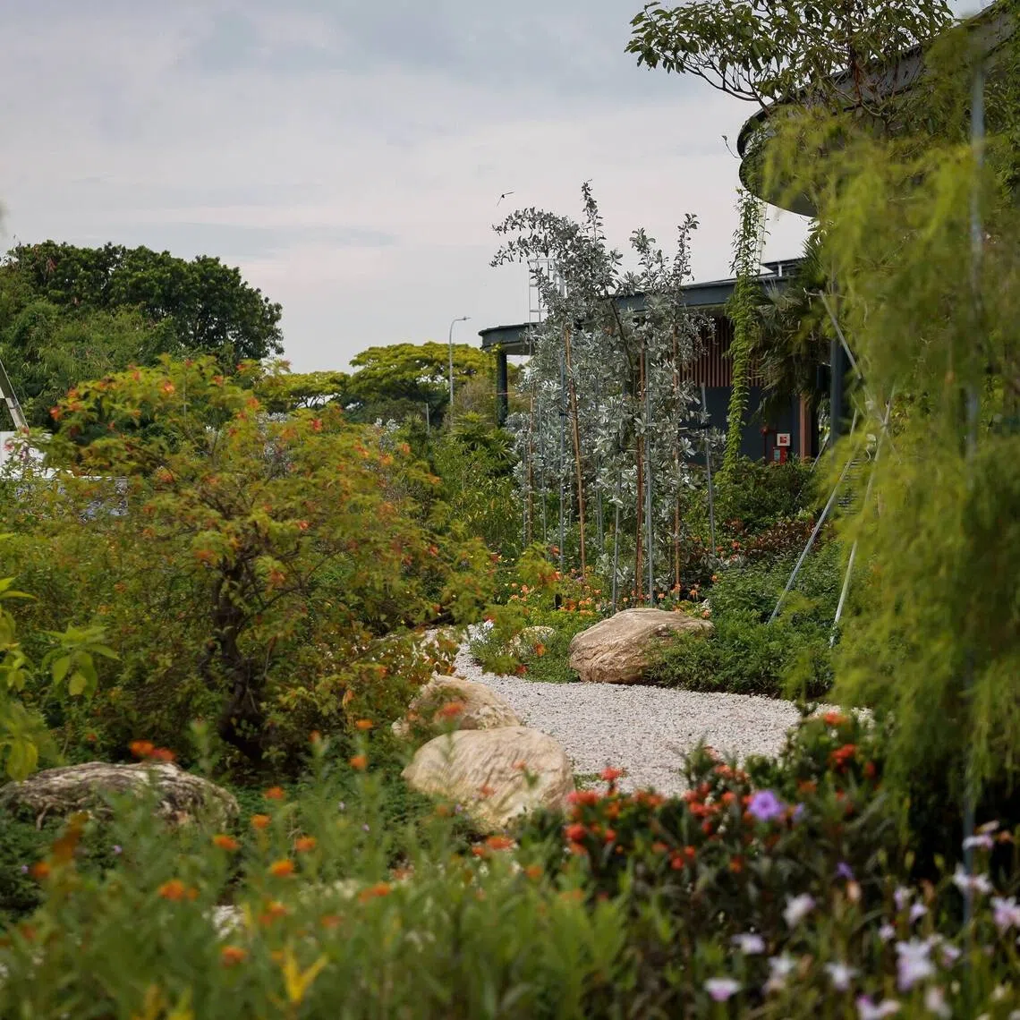 The 420 sq m rain garden depicts how nature is tapped to manage flooding in an urban environment. 