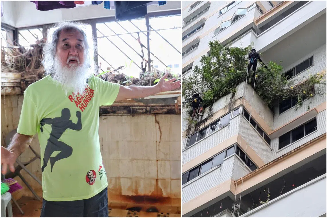 Mr Kang Poh Kim said he had been growing the plants since he moved into the flat nearly 40 years ago.