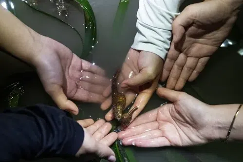 Hidden gem of Straits of Johor: Seahorses found in the largest seagrass meadow in Malaysia