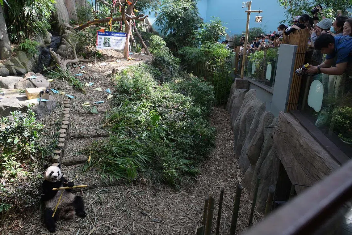 Visitors throng the giant panda Le Le’s exhibit in his final public appearance at River Wonders in Singapore on Dec 13, 2023, before he goes into quarantine and prepares to leave for China on Jan 16, 2024, where he will join the country’s conservation programme to safeguard his species. 