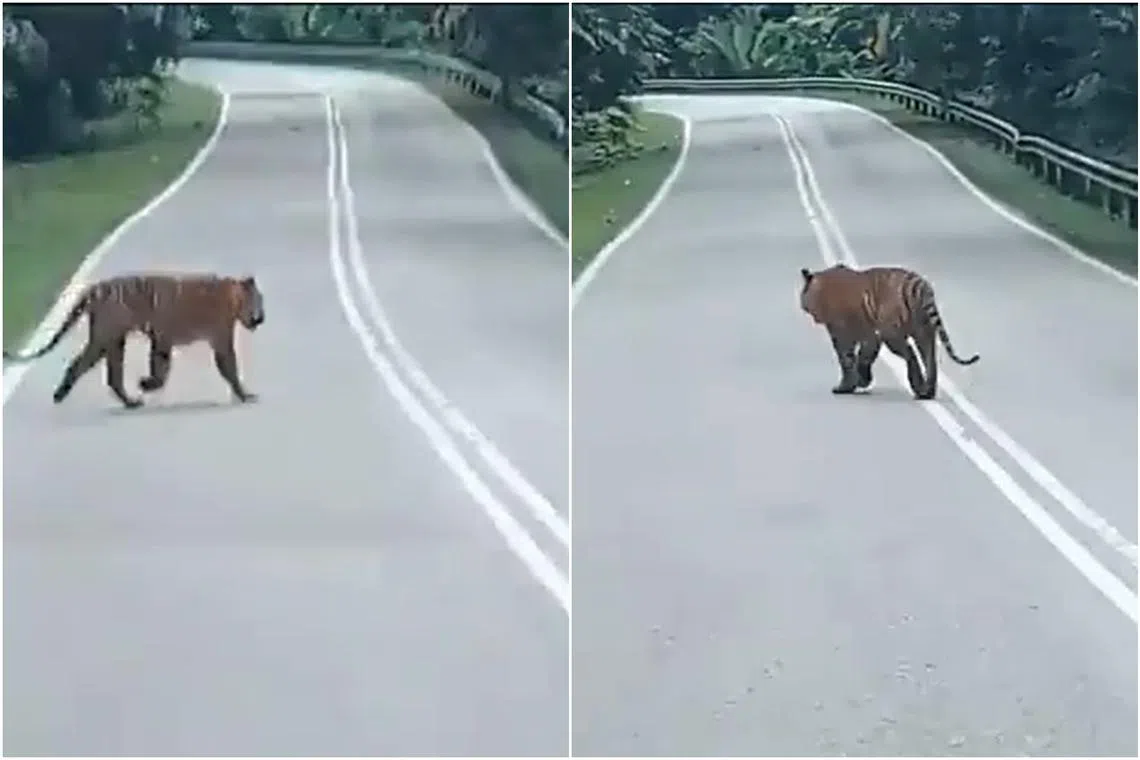Mr Che Fiti Zulhilmi told reporters he had initially spotted the tiger on the road in the morning.