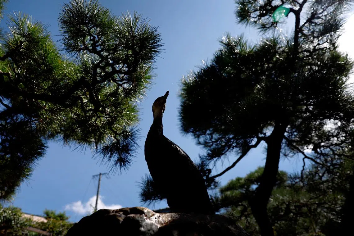 A cormorant belonging to cormorant fishing master or usho Youichiro Adachi, 48,  resting at a garden in Adachi's house in Oze, Seki, Japan, Sept 9, 2023. 