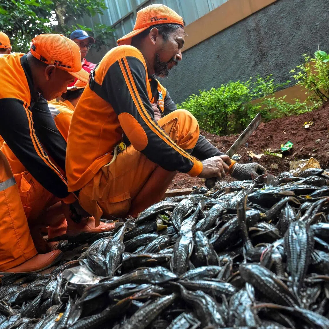 Mounds of scaly carcases pile up on a riverbank in Jakarta where authorities are fighting an uphill battle against a fast-breeding invasive fish flourishing in Java island's heavily polluted waterways.
