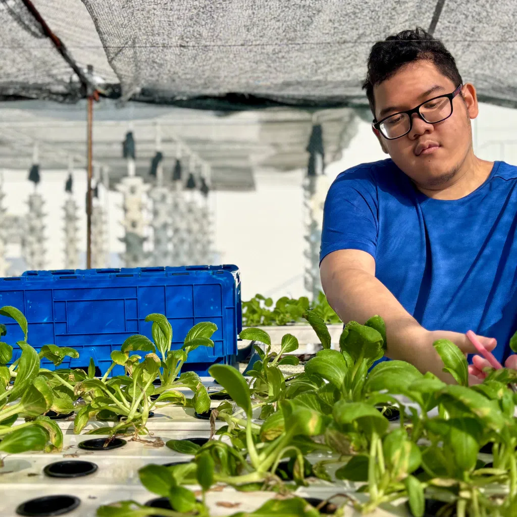 19 year old tending to vegetables at st andrew’s autism centre urban farm