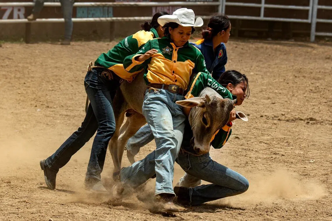 An all-female university team on April 12, competing in the carambola event, where they must wrestle the animal to the ground before tying three of its legs together.