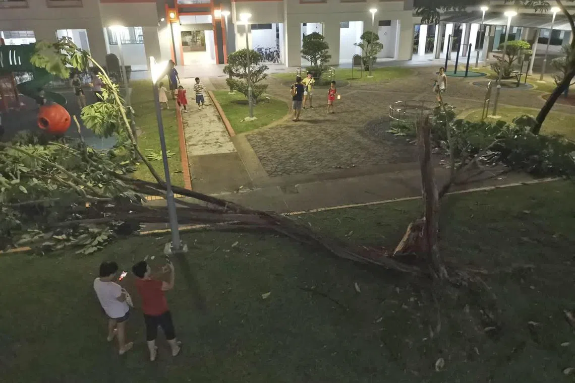 管雅凡树倒 @791 woodlands ave 6 playground